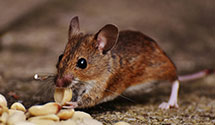 24 Hour & Emergency Exterminators in New Castle, PA